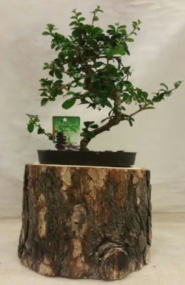 Do�al k�t�k i�inde bonsai japon a�ac� Temelli �i�ek sipari�i vermek 