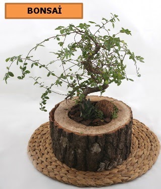 Do�al a�a� k�t�k i�erisinde bonsai bitkisi Ankara Temelli online �i�ek g�nderme sipari� 