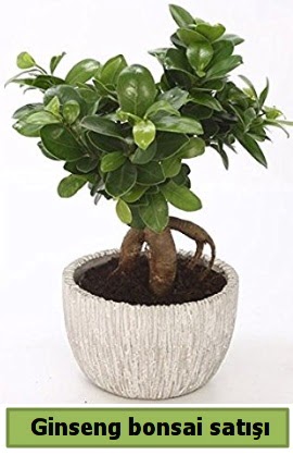 Ginseng bonsai japon a�ac� sat��� Temelli Ankara �i�ek g�nder uluslararas� �i�ek g�nderme 