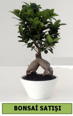 Bonsai japon a�ac� sat��� ankara �i�ek�i Temelli ucuz �i�ek g�nder 