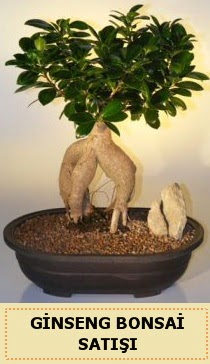 �thal Ginseng bonsai sat��� japon a�ac� Temelli ankara �i�ek ma�azas� , �i�ek�i adresleri 
