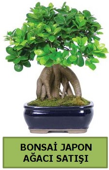 Bonsai japon a�ac� sat��� Ankara Temelli 14 �ubat sevgililer g�n� �i�ek 