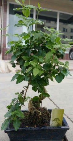Bonsai japon a�ac� saks� bitkisi Ankara Temelli �i�ek sat��� online �i�ek�i , �i�ek sipari�i 