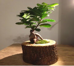 Do�al k�t�kte Bonsai japon a�ac� sat��� Ankara Temelli kaliteli taze ve ucuz �i�ekler 
