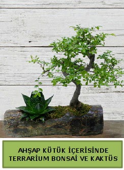 Ah�ap k�t�k bonsai kakt�s teraryum Temelli ankara �i�ek�i telefonlar� yurti�i ve yurtd��� �i�ek sipari�i 