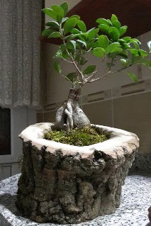 Ah�ap k�t�k i�erisinde ginseng bonsai Temelli ankara �i�ek�i telefonlar� yurti�i ve yurtd��� �i�ek sipari�i 