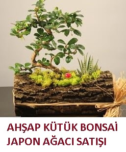Ah�ap k�t�k i�erisinde bonsai ve 3 kakt�s �i�ek�i Temelli �i�ek servisi , �i�ek�i adresleri 