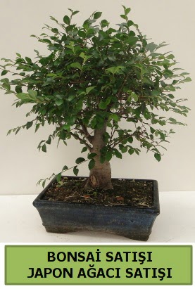 Minyat�r bonsai japon a�ac� sat��� Ankara Temelli online �i�ek g�nderme sipari� 