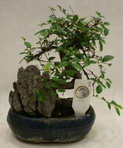 �thal 1.ci kalite bonsai japon a�ac� Ankara Temelli 14 �ubat sevgililer g�n� �i�ek 