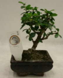 K���k minyat�r bonsai japon a�ac� Ankara Temelli cicekciler , cicek siparisi 