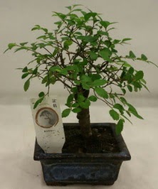 Minyat�r ithal japon a�ac� bonsai bitkisi Ankara Temelli 14 �ubat sevgililer g�n� �i�ek 