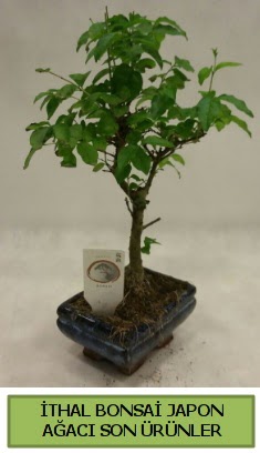 �thal bonsai japon a�ac� bitkisi �i�ek�i Temelli ankara �i�ek sat��� 