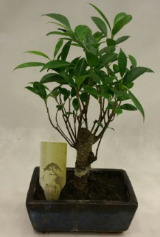 Japon a�ac� bonsai bitkisi sat��� Temelli Ankara �i�ek g�nder uluslararas� �i�ek g�nderme 