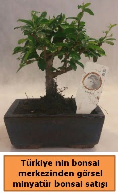 Japon a�ac� bonsai sat��� ithal g�rsel Temelli cicek , cicekci 