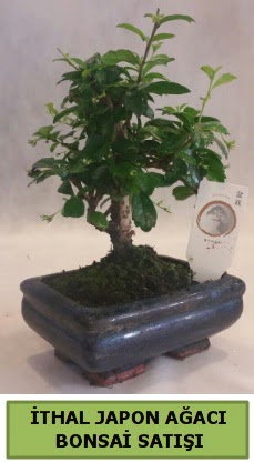 �thal japon a�ac� bonsai bitkisi sat��� Temelli Ankara �i�ek g�nder uluslararas� �i�ek g�nderme 