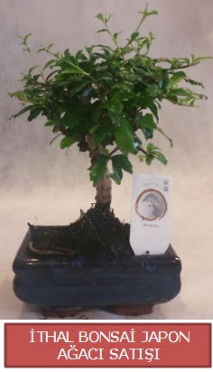 �thal k���k boy minyat�r bonsai a�a� bitkisi Temelli Ankara �i�ek g�nder uluslararas� �i�ek g�nderme 