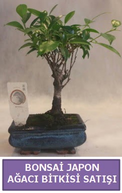 �thal Bonsai japon a�ac� bitkisi sat��� Temelli �i�ek sipari�i vermek 