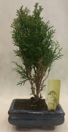 SINIRLI SAYIDA �R�N Selvi Bonsai Temelli �i�ek sipari�i vermek 