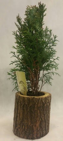 SINIRLI STOK Selvi Bonsai Do�al k�t�kte Temelli �i�ek sipari�i vermek 