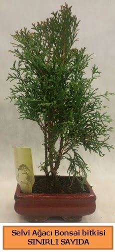 Selvi a�ac� bonsai japon a�ac� bitkisi Ankara Temelli 14 �ubat sevgililer g�n� �i�ek 