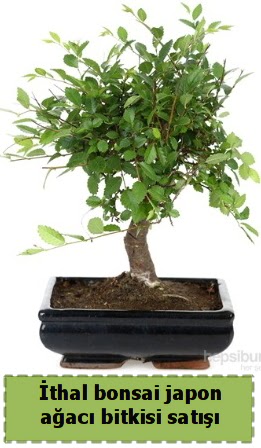 �thal bonsai saks� �i�e�i Japon a�ac� sat��� Temelli �i�ek sipari�i vermek 