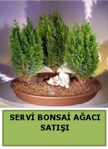 BONSA� 3 L� SERV� BONSA� A�ACI Temelli Ankara �i�ek g�nder uluslararas� �i�ek g�nderme 