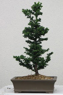 �am a�ac� bonsai bitkisi sat��� Temelli Ankara �i�ek g�nder uluslararas� �i�ek g�nderme 