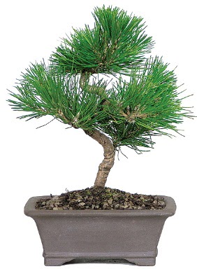 �am a�ac� bonsai japon a�ac� bitkisi Ankara Temelli cicekciler , cicek siparisi 