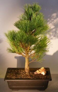 �am a�ac� japon a�ac� bitkisi bonsai Temelli Ankara �i�ek g�nder uluslararas� �i�ek g�nderme 