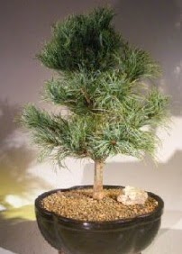 �am a�ac� bonsai bitkisi sat��� Temelli Ankara hediye sevgilime hediye �i�ek 