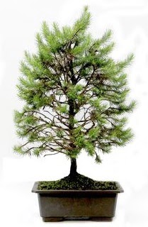 *** STOKTA YOK - �am a�ac� bonsai bitkisi sat��� Temelli �i�ek g�nderme sitemiz g�venlidir 