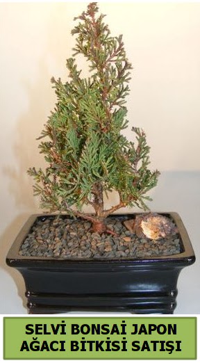 Selvi �am japon a�ac� bitkisi bonsai Temelli Ankara �i�ek g�nder uluslararas� �i�ek g�nderme 