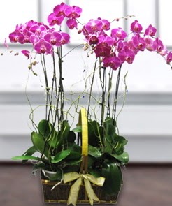 7 dall� mor lila orkide Ankara Temelli online �i�ek g�nderme sipari� 