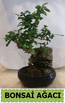 Bonsai a�ac� japon a�ac� sat��� Temelli �i�ek online �i�ek sipari�i 