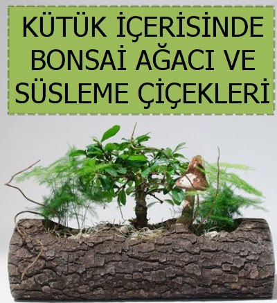K�t�k i�erisinde bonsai japon a�a� bitkisi Ankara Temelli 14 �ubat sevgililer g�n� �i�ek 