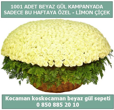1001 adet beyaz g�l sepeti �zel kampanyada Ankara Temelli online �i�ek g�nderme sipari� 