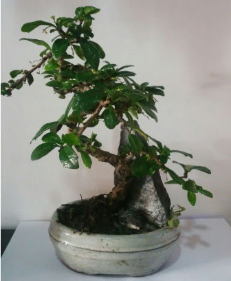 S �eklinde ithal bonsai a�ac� Temelli cicek , cicekci 