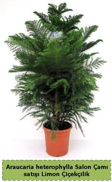 Salon �am� Sat��� Araucaria heterophylla Ankara Temelli 14 �ubat sevgililer g�n� �i�ek 
