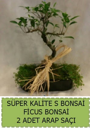 Ficus S Bonsai ve arap sa�� Temelli Ankara �i�ek g�nder uluslararas� �i�ek g�nderme 