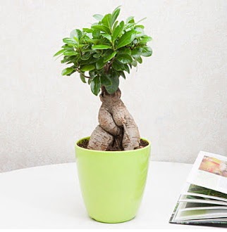 Ficus Ginseng Bonsai Temelli ankara �i�ek sipari�i �i�ek g�nderme 