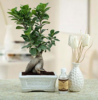 Ginseng ficus bonsai Temelli ankara �i�ekleri g�venli kaliteli h�zl� �i�ek 