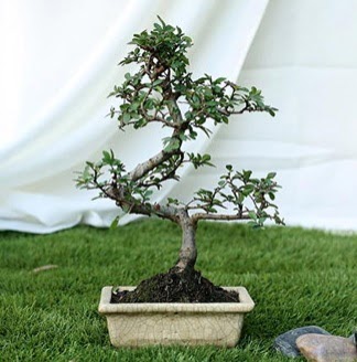 Fashionable Ulmus S Shape Bonsai �thal Temelli ankara internetten �i�ek sat��� 