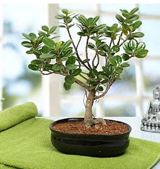 Lovely Ficus Iceland Bonsai ankara �i�ek yolla Temelli �i�ek�i telefonlar� 