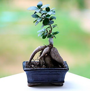 Marvellous Ficus Microcarpa ginseng bonsai Ankara Temelli �i�ek sat��� online �i�ek�i , �i�ek sipari�i 