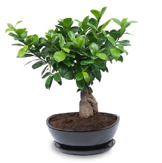 Ginseng bonsai a�ac� �zel ithal �r�n Ankara Temelli kaliteli taze ve ucuz �i�ekler 