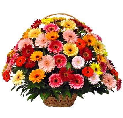 Kar���k renkli b�y�k gerbera sepet aranjman� Ankara Temelli online �i�ek g�nderme sipari� 