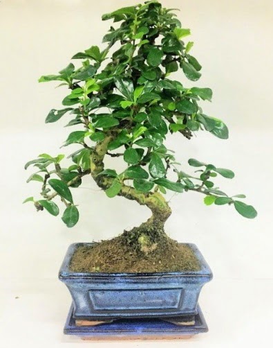 S Bonsai japon a�ac� bitkisi Ankara Temelli �i�ek yolla 
