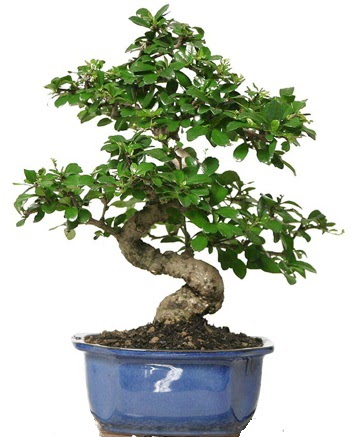 21 ile 25 cm aras� �zel S bonsai japon a�ac� Temelli Ankara �i�ek g�nder uluslararas� �i�ek g�nderme 