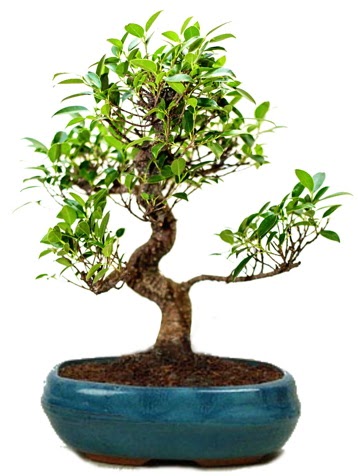 25 cm ile 30 cm aral���nda Ficus S bonsai Ankara Temelli online �i�ek g�nderme sipari� 