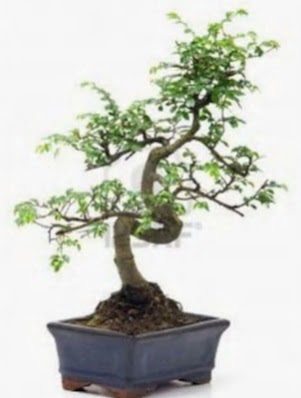 S g�vde bonsai minyat�r a�a� japon a�ac� Ankara Temelli 14 �ubat sevgililer g�n� �i�ek 
